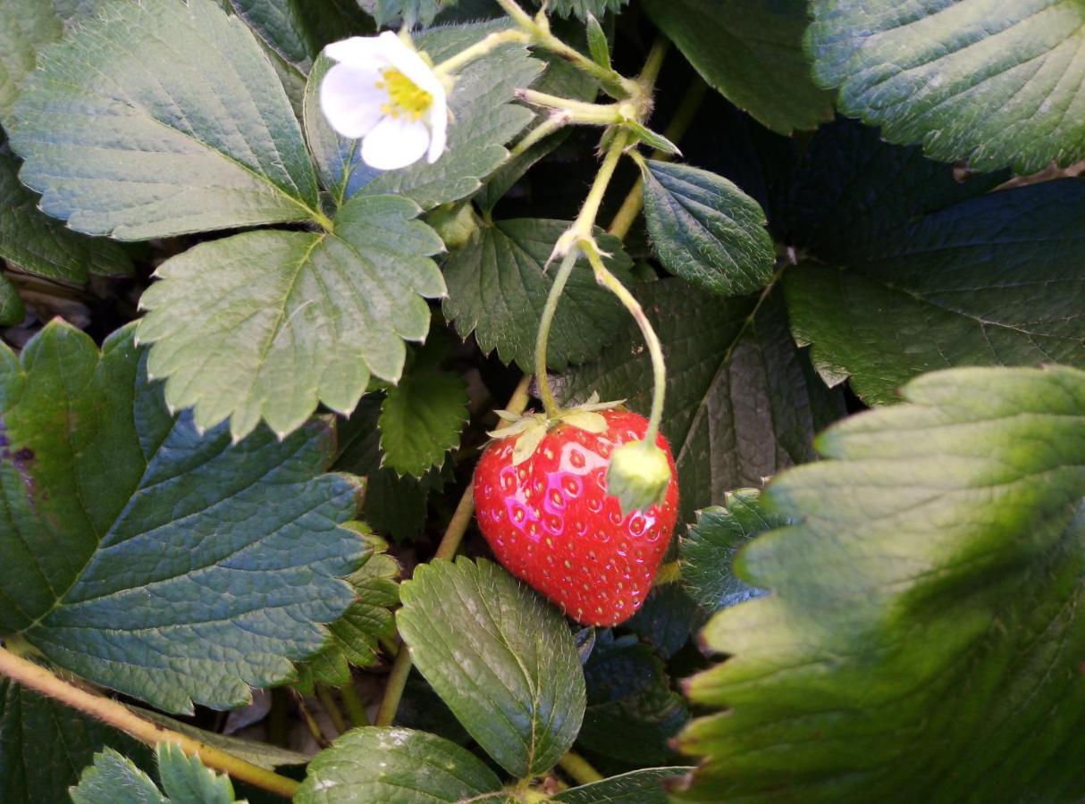 Querenaing Fraisier, Hotel Artres - Valenciennes מראה חיצוני תמונה